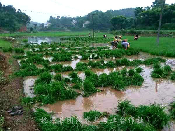 水稻基地3