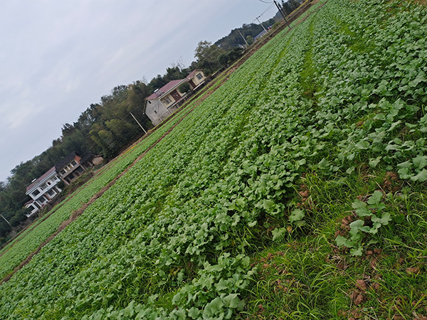 富硒稻油輪作組裝配套高產栽培示范基地